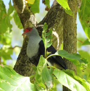 Alectroenas pulcherrimus