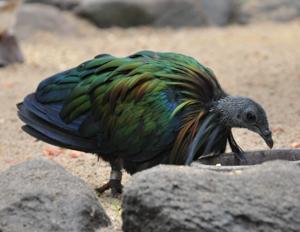 utils/thumbs/Columbidae/Caloenas_jZqBykMUkqrXvv86DFZ9Tp.jpg