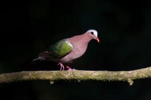 utils/thumbs/Columbidae/Chalcophaps_nwDhUxMLJw8QpHUVPq8ZRc.jpg