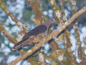 utils/thumbs/Columbidae/Cryptophaps_CEkXZTX3eeXXhihye2g3ny.jpg