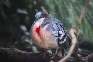 Gallicolumba luzonica