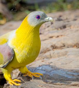 utils/thumbs/Columbidae/Latham_LUJ5W83JaTKFs5G6EVehN4.jpg