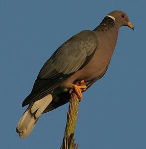 utils/thumbs/Columbidae/Patagioenas_gW9RZHTEbf4J79guPNR4Vd.jpg