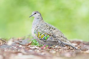 utils/thumbs/Columbidae/Phaps_TxMXDcNLY7w9NXN9oLT7E6.jpg
