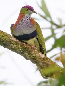 Ptilinopus superbus