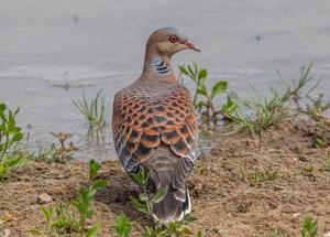 Streptopelia orientalis
