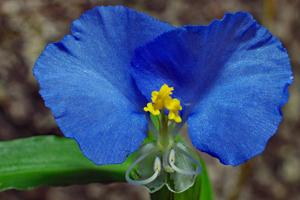 Commelina erecta