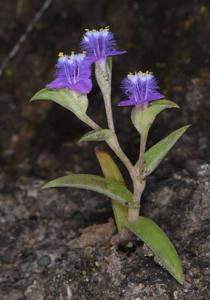Cyanotis fasciculata