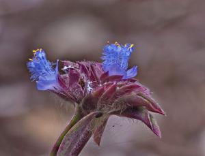 Cyanotis arachnoidea