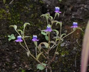 Cyanotis fasciculata