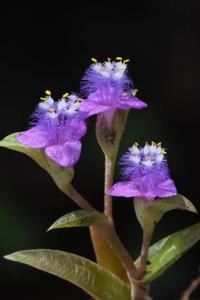 Cyanotis fasciculata