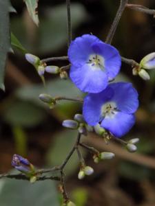 Dichorisandra penduliflora