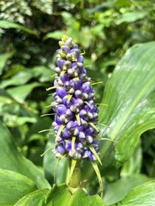 Dichorisandra thyrsiflora