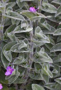 Tradescantia sillamontana