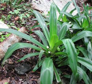 Tradescantia spathacea