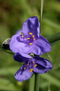Tradescantia occidentalis