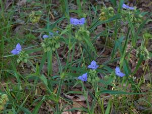 Tradescantia hirsutiflora