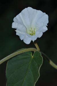 utils/thumbs/Convolvulaceae/Bonamia_hEjXevkQASkZThaohT62ck.jpg