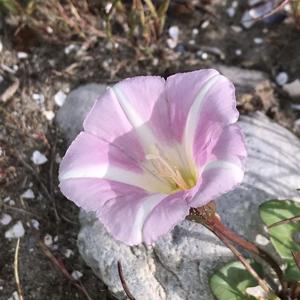 Calystegia soldanella