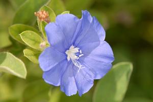 Evolvulus nuttallianus