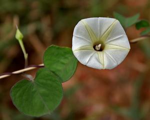 Ipomoea obscura