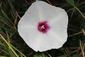 utils/thumbs/Convolvulaceae/Ipomoea_JqLQTy2nLuHsus5JtWDzQS.jpg