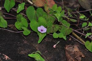 Ipomoea pileata