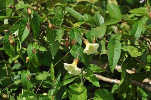 Merremia verruculosa