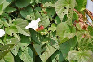 utils/thumbs/Convolvulaceae/Operculina_iUYUrf8DtWhmRvdY6ouAzR.jpg