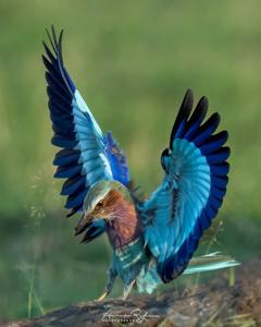 Coracias caudatus
