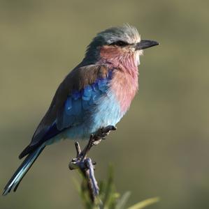 Coracias caudatus