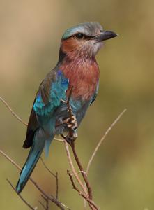 Coracias caudatus