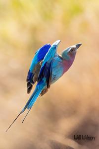 Coracias caudatus