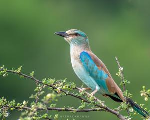 Coracias garrulus