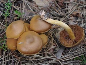Cortinarius cinnamomeus