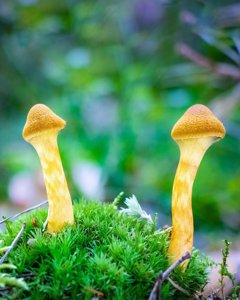 Cortinarius semisanguineus