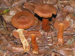 Cortinarius rubellus