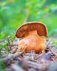 utils/thumbs/Cortinariaceae/Cortinarius_epUkoc8dvHuQ6Fp6BHdB6K.jpg