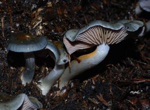 Cortinarius rotundisporus