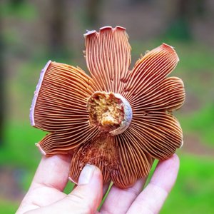 Cortinarius traganus