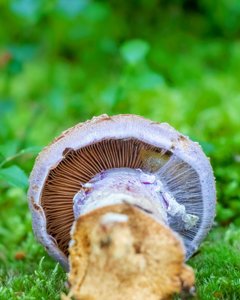 Cortinarius traganus