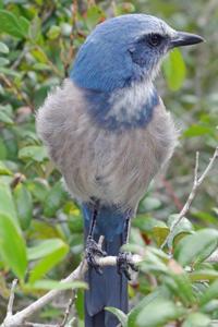 Aphelocoma coerulescens