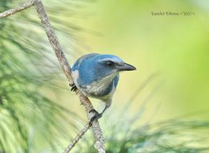 Aphelocoma coerulescens