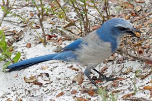 Aphelocoma coerulescens