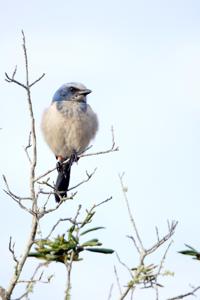 Aphelocoma coerulescens