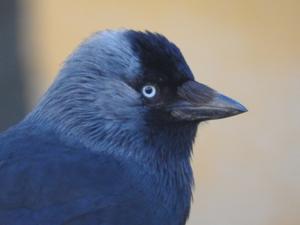Coloeus monedula