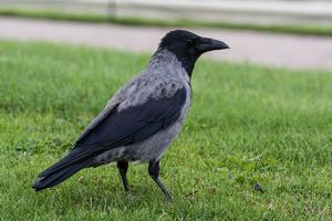 Corvus cornix