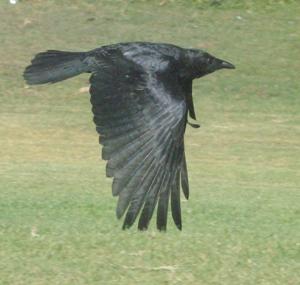 Corvus coronoides