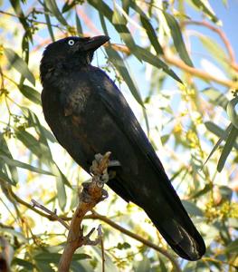 Corvus bennetti
