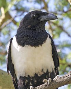 Corvus albus